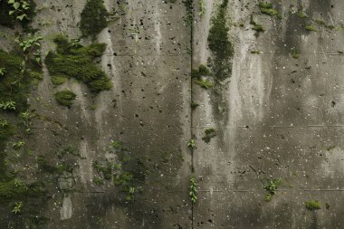 Eski, kumlu, beton yosun kaplı beton duvarın görüntüsü. Arkaplan kullanımı için doku