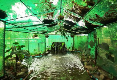 Trinidad 'daki hayvanat bahçesinde koi balığı için Aquamarine ortamı