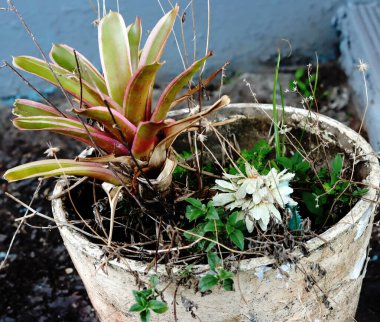 Large white plant pot with a variety of plants - a white flower, a large plant, some grass, candid horizontal view.