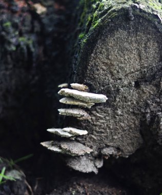 Mushrooms arranged in a tiered level on a chopped down portion of a tree, candid horizontal view.