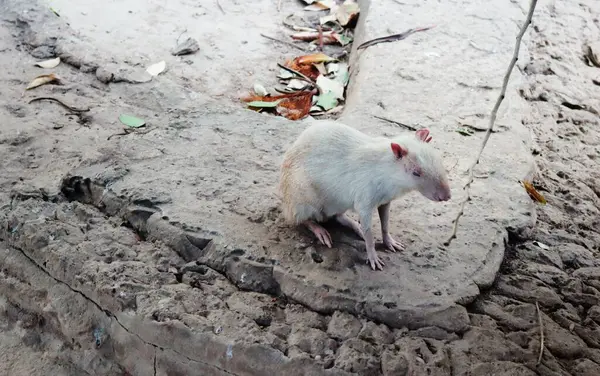 White agouti or large rodent at a local zoo, candid horizontal shot.