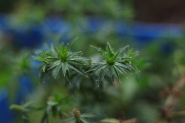 Marihuana görünümlü bitkinin yakınında..