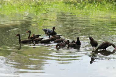A flock of swimming ducks at a nature park, side view
