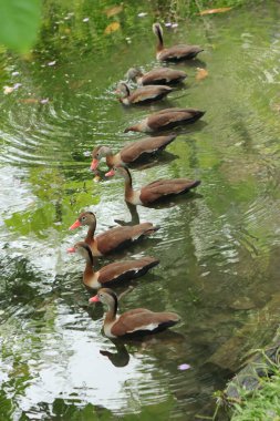 string of swimming ducks at a nature park, side view.