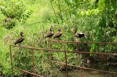 Düşmüş, yıkılmış bir köprünün korkuluğunda duran dört ördek.