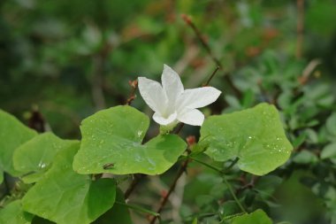 Tarlada yalnız beyaz çiçek
