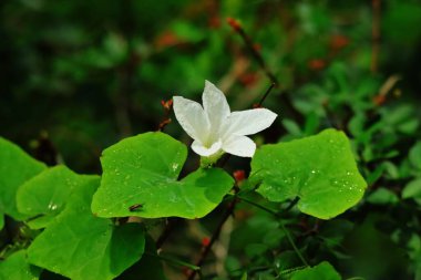 White Ivy gourd flowers in a nature park, front view.