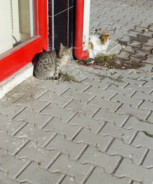 stray cats, stray cats waiting for food in front of the market,