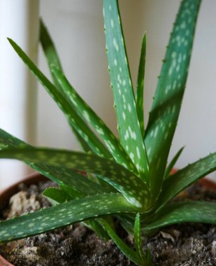 small newly developing aloe vera plant in pot, aloe vera seedling,