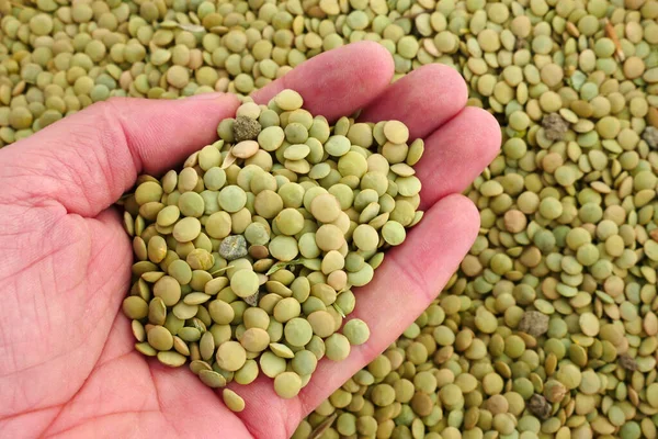 dried green lentils, there are stones and grass residues in it,