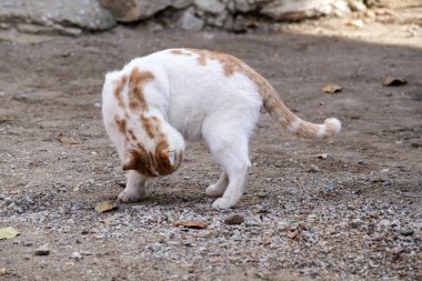 cute cat in white-yellow color scratching himself, itchy cat,