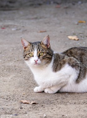 Beyaz-gri renkli şirin kedi, yerde oturan sokak kedisi.,