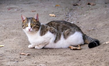 cute cat in white-gray color, street cat sitting on the floor,