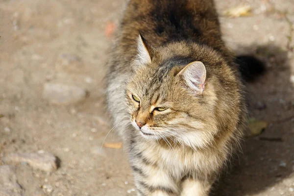 Cute Hypoallergenic Stray Cat Siberian Cat Hypoallergenic Breed Cat — 스톡 사진