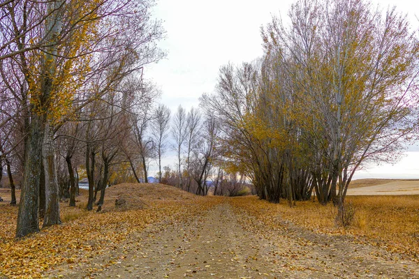 Poplar tree leaves falling on the ground in autumn, autumn tree and leaf landscapes,