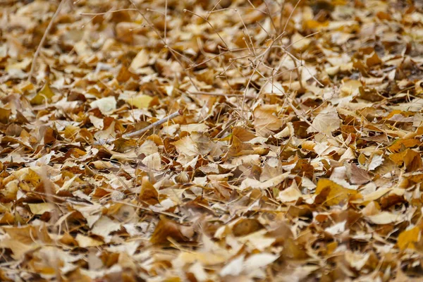 Φύλλα Λεύκας Που Πέφτουν Στο Έδαφος Φθινόπωρο Φθινοπωρινά Τοπία Δένδρων — Φωτογραφία Αρχείου