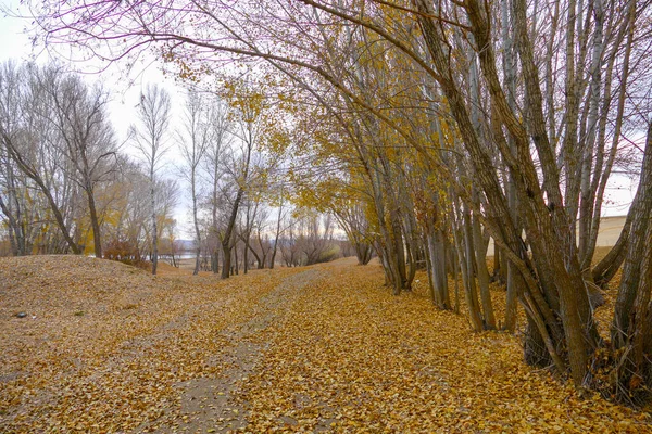 Poplar tree leaves falling on the ground in autumn, autumn tree and leaf landscapes,