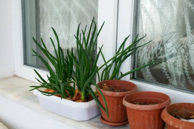 Evde taze soğan yetiştiriyor, pencerenin önünde yeşil soğan yiyor.,