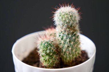 ev süsleri, kaktüs bitkileri, kıllı ve dikenli minik kaktüsler.,