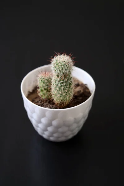Huis Sierplanten Cactus Plant Harige Stekelige Kleine Cactus — Stockfoto