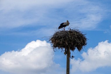 İlkbaharda yuvalarına dönen göçmen leylekler, leylek yuvası ve yavrusuyla birlikte yuvada duran leylekler.,