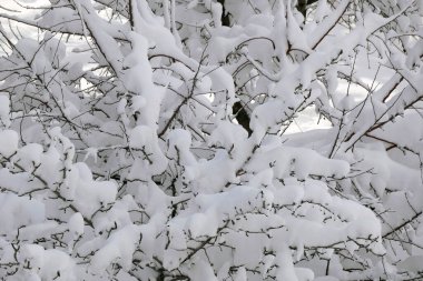 Kar yağıyor, bir ağaçta kar birikintisi oluştu, ağaçlar karla kaplı.,