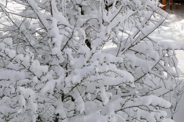 Kar yağıyor, bir ağaçta kar birikintisi oluştu, ağaçlar karla kaplı.,