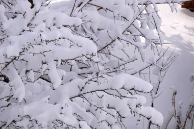 Kar yağıyor, bir ağaçta kar birikintisi oluştu, ağaçlar karla kaplı.,