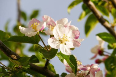 Çiçekli armut ağacı, yakın plan armut ağacı, çiçek açan meyve ağaçları.,
