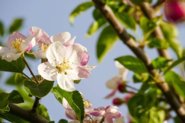 Çiçekli armut ağacı, yakın plan armut ağacı, çiçek açan meyve ağaçları.,