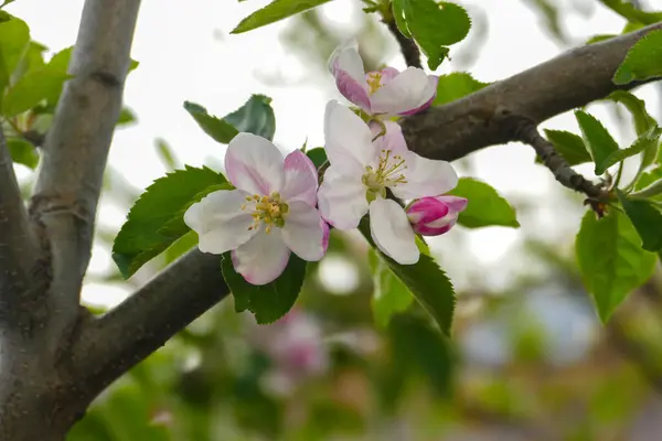 stock image flowering pear tree in nature,flower of pear tree close-up,fruit trees in bloom,