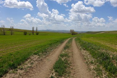 Vahşi yaşam yolu, kara yolu dengeli yol, doğa ve kıvrımlı köy yolu,