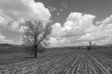 Tarım ürünleri ekilen yeşil alanlar, gökyüzünde kabarık bulutlar ve büyük bir ağacı olan doğa manzarası.,