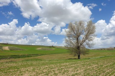 Tarım ürünleri ekilen yeşil alanlar, gökyüzünde kabarık bulutlar ve büyük bir ağacı olan doğa manzarası.,