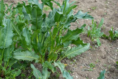 Rumex bitkisi, büyük efelek (Rumex bitkisi) bitkisi yaprakları, tıbbi bitkilerden bitkisel bitkiler,