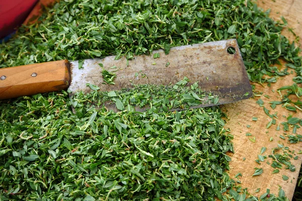 Türkiye 'nin Yozgat ilinde pişirilen ve yenen tüm tohum bitkileri (madimak bitkisi).