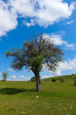 Dağ armut ağacı, vahşi dağ armut ağacı,