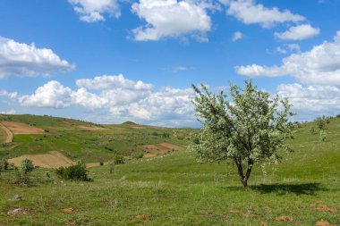Yeşil manzara ve tek ağaç manzarası, harika bahar manzarası.,
