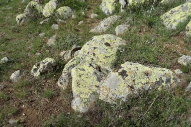 Yosun kaplı kayalar, eski kayalar yosun tutmuş.,