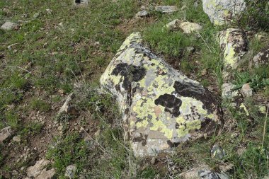 Yosun kaplı kayalar, eski kayalar yosun tutmuş.,