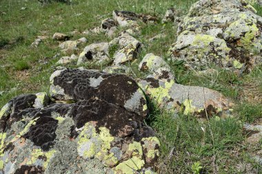 Yosun kaplı kayalar, eski kayalar yosun tutmuş.,