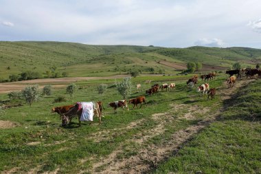 Yeşil yaylalarda otlayan sığırlar ve çoban eşeği,