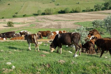 Yeşil yaylalarda otlayan sığırlar ve çoban eşeği,