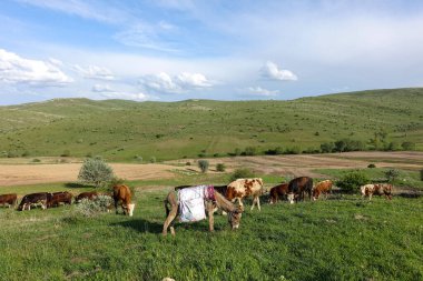 Yeşil yaylalarda otlayan sığırlar ve çoban eşeği,