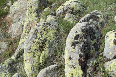 Yosun kaplı kayalar, eski kayalar yosun tutmuş.,