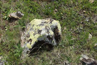 Yosun kaplı kayalar, eski kayalar yosun tutmuş.,