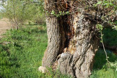 çok yaşlı söğüt ağacı, oyulmuş eski söğüt ağacı, oyuk ağaç,