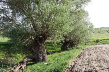 çok yaşlı söğüt ağacı, oyulmuş eski söğüt ağacı, oyuk ağaç,