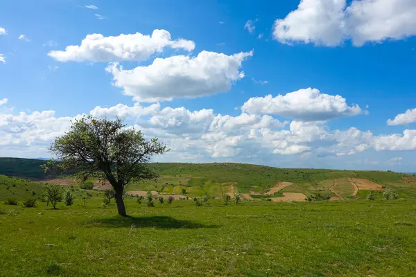 Grüne Landschaft Und Einzelbaumansicht Herrliche Frühlingsausblicke — Stockfoto