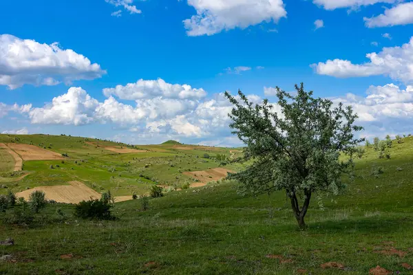 Yeşil manzara ve tek ağaç manzarası, harika bahar manzarası.,